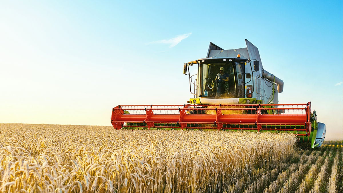combine harvester harvests ripe wheat combine harvester harvests ripe wheat, concept of a rich harvest, agriculture image